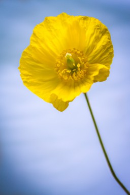 Meconopsis cambrica 2014-06-02-045.jpg