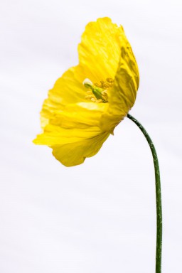 Meconopsis cambrica 2014-06-02-070.jpg