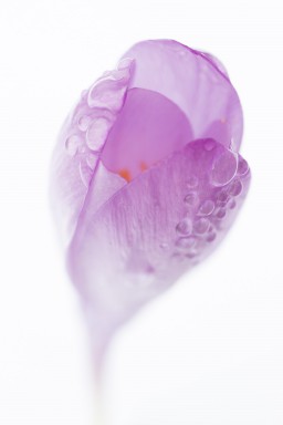 Crocus nudiflorus 2014-10-05-020.jpg