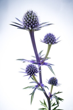 Chardon bleu des Pyrénées (Egyngium bougatii) 2015-07-26-023.jpg