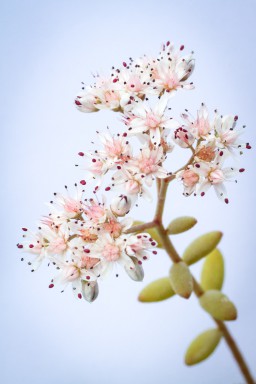Orpin (Sedum anglicum) 2015-07-26-052.jpg