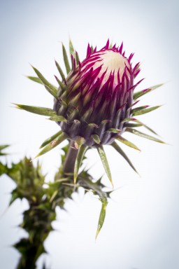Chardon (Carduus defloratus ou medius) 2015-07-26-089.jpg