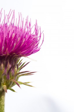 Chardon (Carduus defloratus ou medius) 2015-07-26-119.jpg