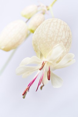 Silène enflé (silene vulgaris ou inflata) 2016-05-31-063.jpg