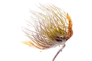 Pulsatille printanière 2016-06-23-016.jpg