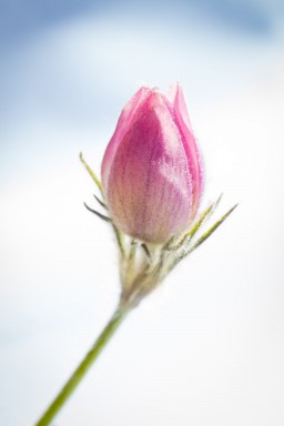 Pulsatille printanière 2016-06-23-053.jpg