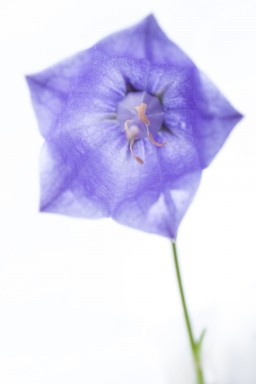 Campanule de Scheuchzer 2016-07-18-081.jpg