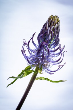 Raiponce noire (Phyteuma nigrum) 2018-06-18-029.jpg