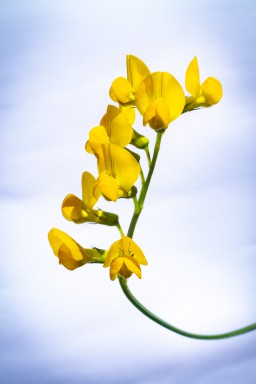 Lotier corniculé (Lotus corniculatus) 2018-06-18-050.jpg