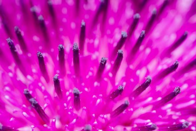 Chardon 2018-06-19-033.jpg