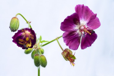 Geranium phaeum 2018-06-19-067.jpg