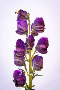 Aconit napel (Aconitum napellus) 2018-09-23-090.jpg
