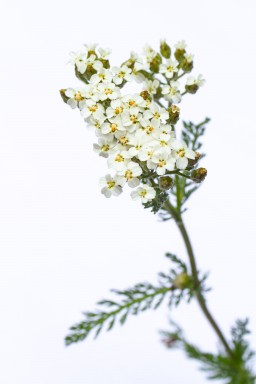 2019-07-17-018.jpg 2019-07-17-018.jpg